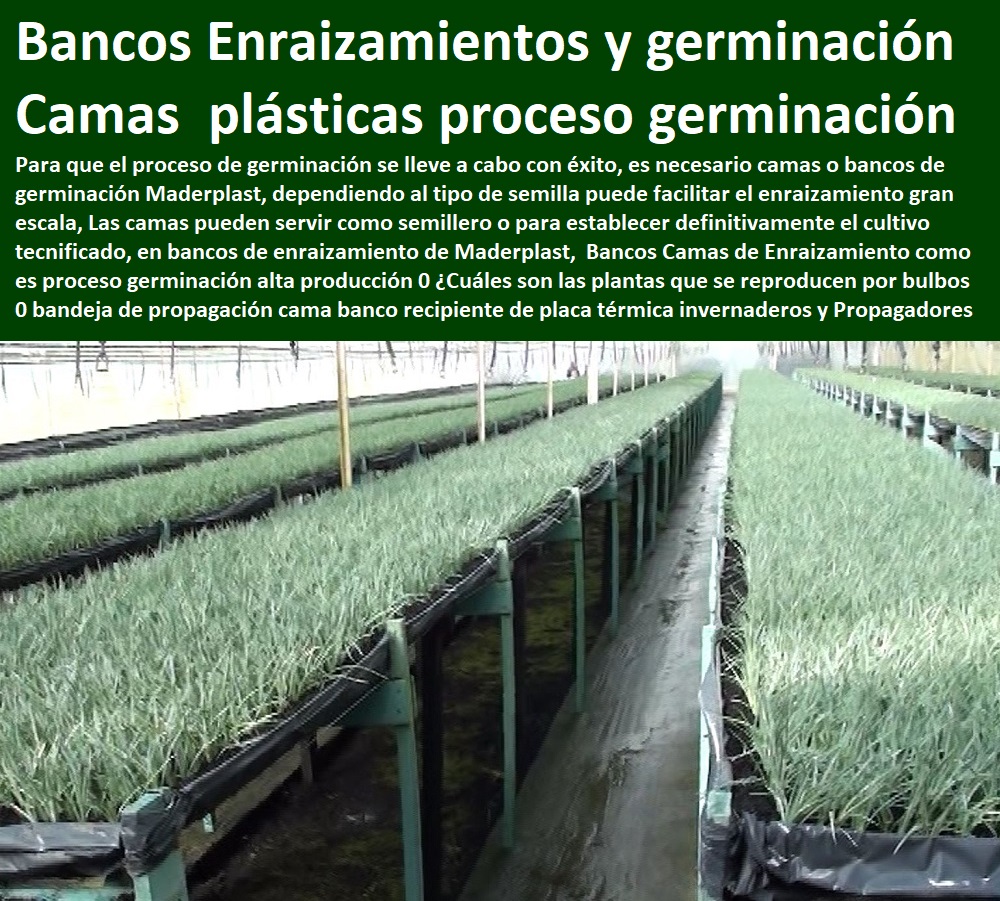 Bancos Camas de Enraizamiento como es proceso germinación alta producción 0 ¿Cuáles son las plantas que se reproducen por bulbos 0 INVERNADEROS, SEMILLEROS, BANCOS DE SIEMBRA, Hidroponía, Agricultura, Cosecha, Poscosecha, Tutores para Flores cable vía Bananas Aromáticas, Cultivos Tecnificados, bandeja de propagación cama banco recipiente de placa térmica invernaderos y Propagadores plantas Bancos Camas de Enraizamiento como es proceso germinación alta producción 0 ¿Cuáles son las plantas que se reproducen por bulbos 0 bandeja de propagación cama banco recipiente de placa térmica invernaderos y Propagadores plantas